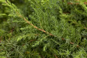 Juniperus communis 'Green Carpet' - 1.5 Ltr pot - image 3