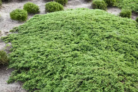 Juniperus communis 'Green Carpet' - 60-70 CM C12 - image 5