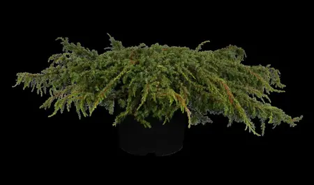 Juniperus communis 'Green Carpet' - 2 Ltr pot - image 1