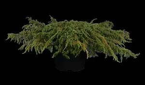 Juniperus communis 'Green Carpet'