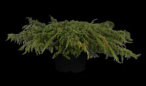 Juniperus communis 'Green Carpet' - 80-100 CM C20 - image 5
