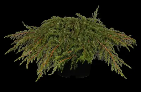 Juniperus communis 'Green Carpet' - 2 Ltr pot - image 3