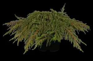 Juniperus communis 'Green Carpet' - 2 Ltr pot - image 3