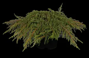 Juniperus communis 'Green Carpet' - LINERS 18 CEL TRAY P10,5 SIZE - image 3