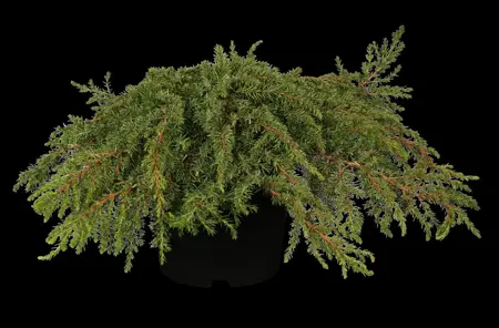 Juniperus communis 'Green Carpet' - 2 Ltr pot - image 2