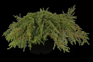 Juniperus communis 'Green Carpet' - 2 Ltr pot - image 2