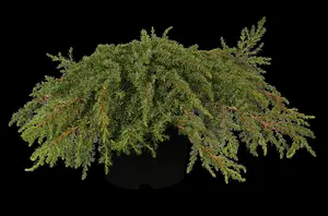 Juniperus communis 'Green Carpet' - 80-100 CM C20 - image 2