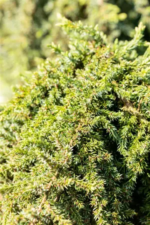 Juniperus communis 'Greenmantle' - 60 CM STEM C15 - image 5