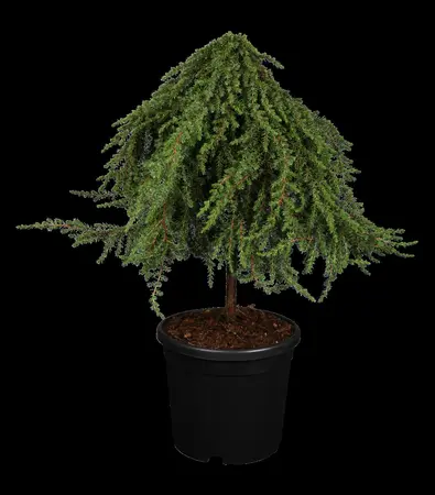 Juniperus communis 'Greenmantle' - P9 - image 1