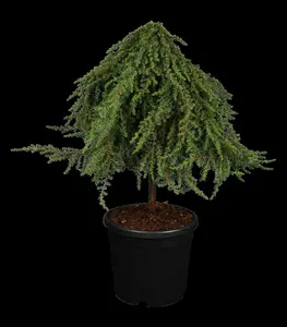 Juniperus communis 'Greenmantle' - P9 - image 5