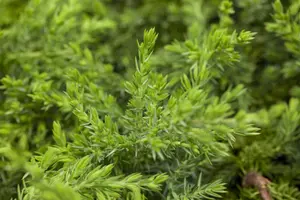 Juniperus communis 'Greenmantle' - P9 - image 2