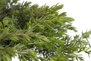 Juniperus communis 'Greenmantle' - P9 - image 3