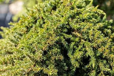 Juniperus communis 'Greenmantle' - P9 - image 5
