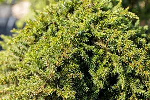 Juniperus communis 'Greenmantle' - P9 - image 5