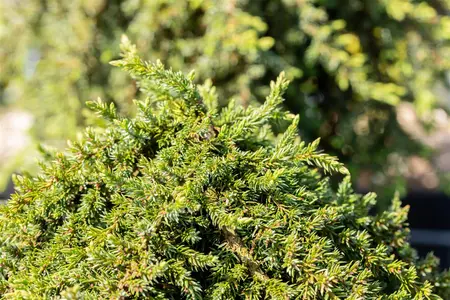 Juniperus communis 'Greenmantle' - 60 CM STEM C15 - image 4