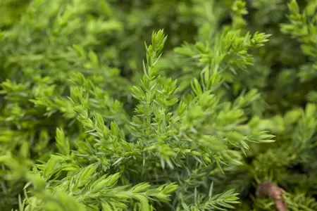 Juniperus communis 'Greenmantle' - 70 CM STEM C25 - image 1