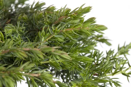 Juniperus communis 'Greenmantle' - 70 CM STEM C25 - image 2