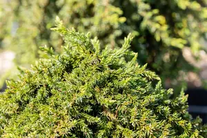 Juniperus communis 'Greenmantle' - 70 CM STEM C25 - image 4
