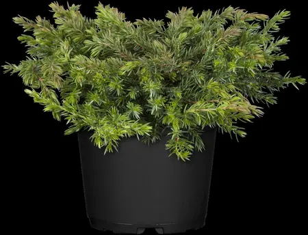 Juniperus communis 'Greenmantle' - P9 - image 4