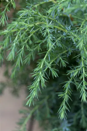 Juniperus communis 'Hibernica' - PLUG/CELGROWN 144 CEL TRAY - image 4