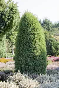 Juniperus communis 'Hibernica' - PLUG/CELGROWN 144 CEL TRAY - image 5