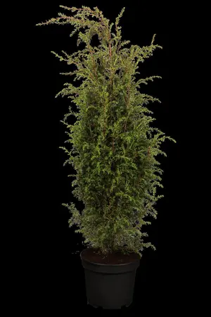 Juniperus communis 'Hibernica' - 80-100 CM RB - image 1