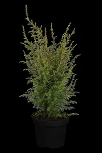 Juniperus communis 'Hibernica' - 150-175 CM RB - image 2