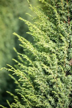 Juniperus communis 'Hibernica' - 150-175 CM C20 - image 5
