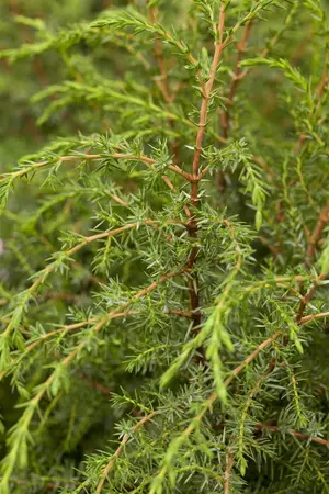 Juniperus communis 'Hibernica' - 25-30 CM C3 - image 1