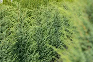 Juniperus communis 'Hibernica' - 150-175 CM C20 - image 4