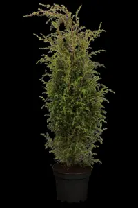 Juniperus communis 'Hibernica Prostrata'