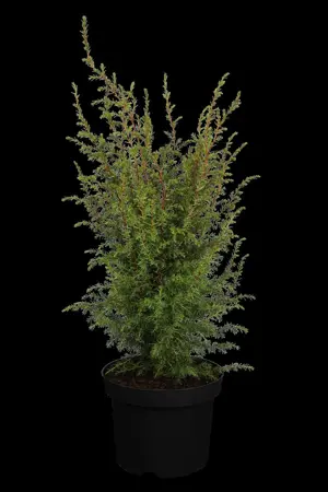 Juniperus communis 'Hibernica Prostrata' - 25-30 CM C3 - image 2