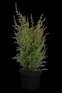 Juniperus communis 'Hibernica Prostrata' - 25-30 CM C3 - image 2