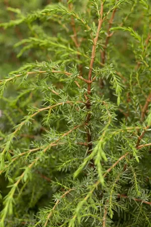 Juniperus communis 'Hibernica Prostrata' - 25-30 CM C3 - image 3