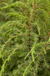 Juniperus communis 'Hibernica Prostrata' - 25-30 CM C3 - image 3