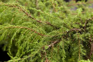 Juniperus communis 'Hornibrookii'