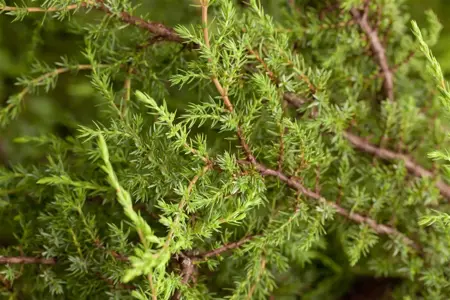 Juniperus communis 'Hornibrookii' - P9 - image 2
