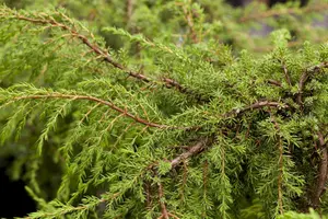 Juniperus communis 'Hornibrookii' - 25-30 CM C3 - image 1