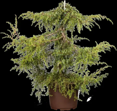Juniperus communis 'Hornibrookii' - P9 - image 3