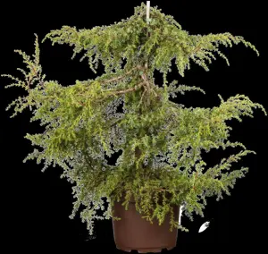 Juniperus communis 'Hornibrookii' - P9 - image 3