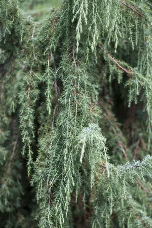 Juniperus communis 'Horstmann' - 70-80 CM C3 - image 2