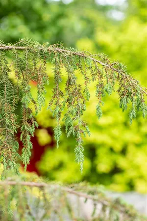 Juniperus communis 'Horstmann' - 80-100 CM C12 - image 5