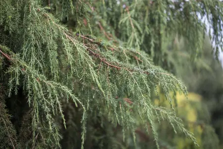 Juniperus communis 'Horstmann' - 70-80 CM C3 - image 1