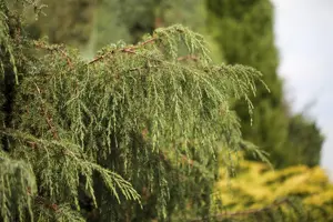 Juniperus communis 'Horstmann' - 70-80 CM C3 - image 3