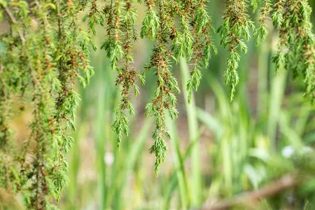 Juniperus communis 'Horstmann' - 70-80 CM C3 - image 4