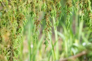 Juniperus communis 'Horstmann' - 70-80 CM C3 - image 4