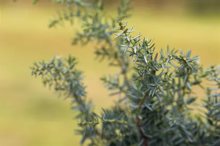 Juniperus communis 'Meyer' - P9 - image 2