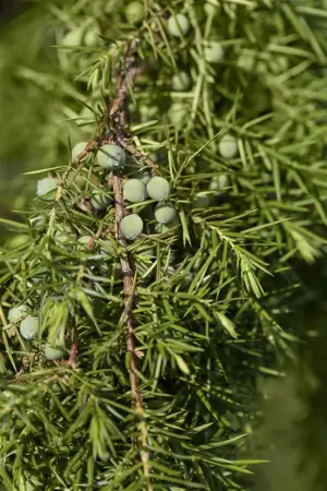 Juniperus communis 'Oblonga Pendula' - 70-80 CM C3 - image 1