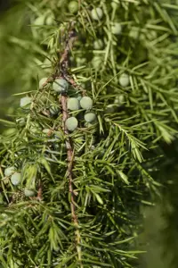 Juniperus communis 'Oblonga Pendula'