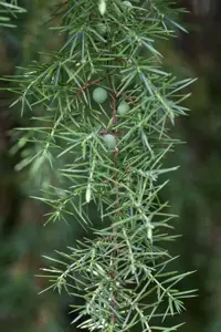 Juniperus communis 'Oblonga Pendula' - 70-80 CM C3 - image 2